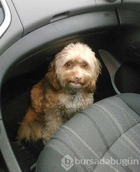 Veterinerden korkan köpeklerin komik tepkileri