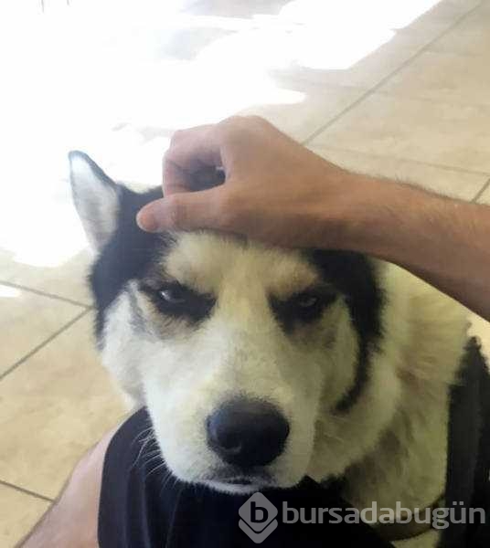 Veterinerden korkan köpeklerin komik tepkileri