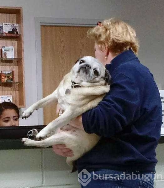 Veterinerden korkan köpeklerin komik tepkileri