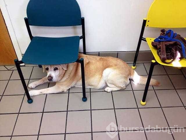 Veterinerden korkan köpeklerin komik tepkileri