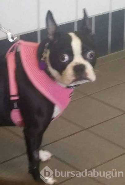 Veterinerden korkan köpeklerin komik tepkileri