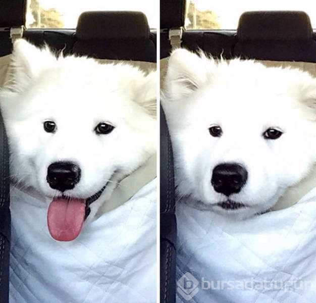 Veterinerden korkan köpeklerin komik tepkileri