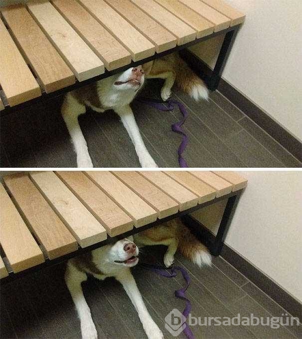 Veterinerden korkan köpeklerin komik tepkileri