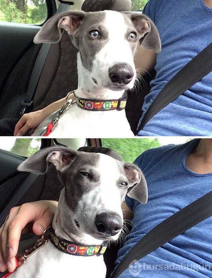 Veterinerden korkan köpeklerin komik tepkileri