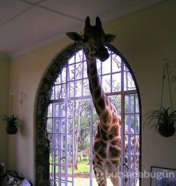 Sadece Afrika'da görebileceğiniz fotoğraflar
