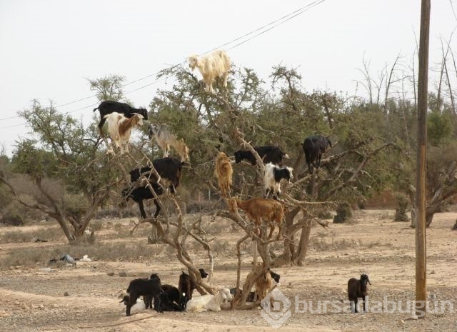 Sadece Afrika'da görebileceğiniz fotoğraflar