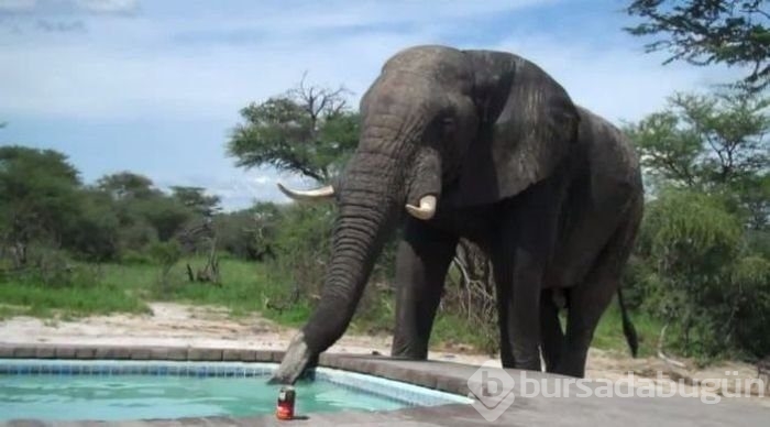 Sadece Afrika'da görebileceğiniz fotoğraflar