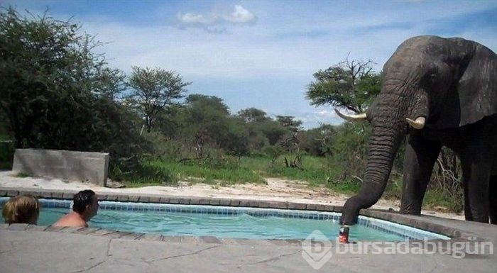 Sadece Afrika'da görebileceğiniz fotoğraflar