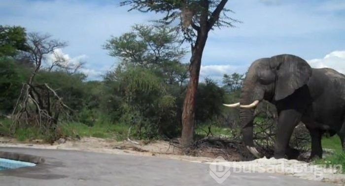 Sadece Afrika'da görebileceğiniz fotoğraflar
