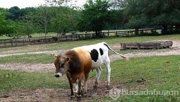 Enteresan yansıma fotoğrafları
