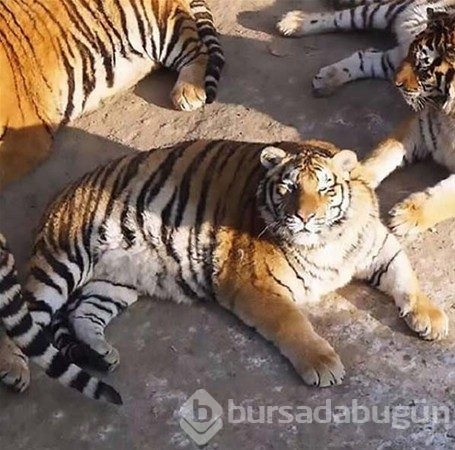 Canlı canlı kaplanların arasında!