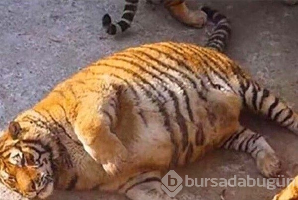 Canlı canlı kaplanların arasında!