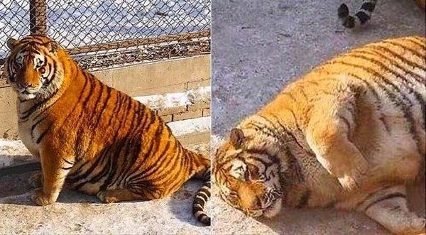 Canlı canlı kaplanların arasında!