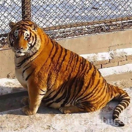 Canlı canlı kaplanların arasında!