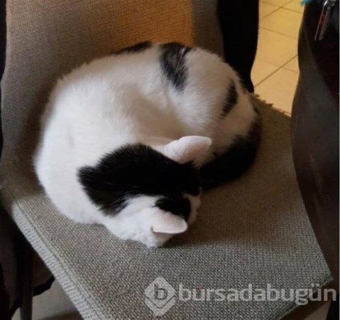Dikkat! Beyniniz sizi yanıltıyor!