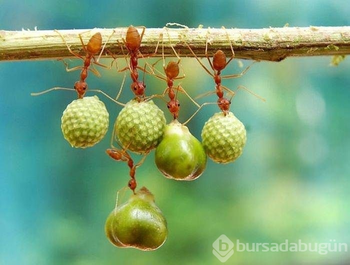 Tam o anda yakalanan kareler!