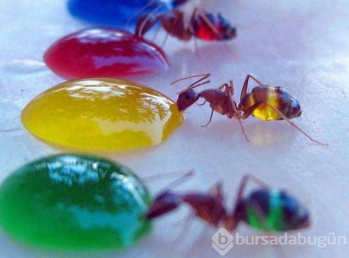 Sosyal medyada en çok paylaşılan fotoğraflar