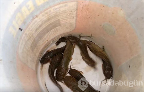 Böyle balık tutma taktiği gördünüz mü?