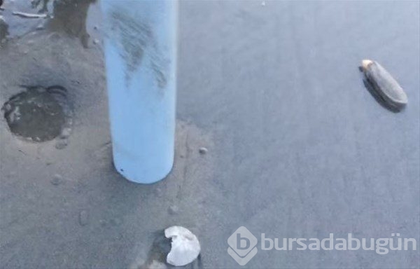 Böyle balık tutma taktiği gördünüz mü?