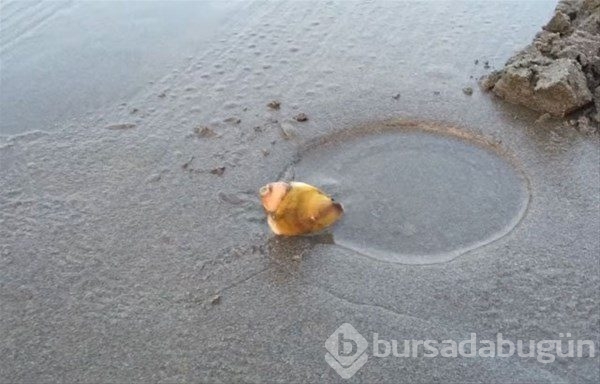 Böyle balık tutma taktiği gördünüz mü?