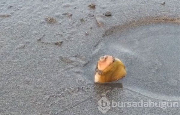 Böyle balık tutma taktiği gördünüz mü?