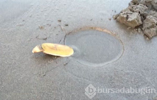 Böyle balık tutma taktiği gördünüz mü?