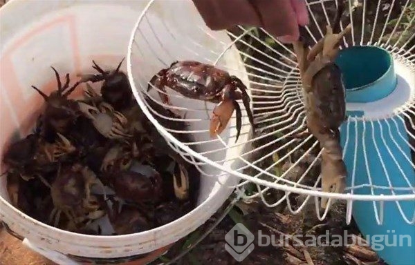Böyle balık tutma taktiği gördünüz mü?