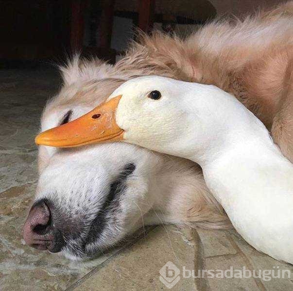 Günün en çok paylaşılan fotoğrafları