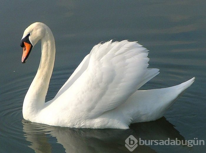 Resimdeki hayvanlardan ilk hangisi dikkatini çekti? (Test)