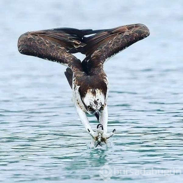 Açıklama gerekmeyen harika fotoğraflar