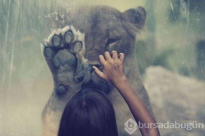 Açıklama gerekmeyen harika fotoğraflar