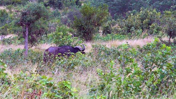 Kim kazanacak: Aslan mı bufalo mu?