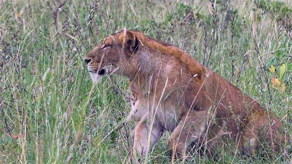 Kim kazanacak: Aslan mı bufalo mu?