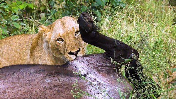 Kim kazanacak: Aslan mı bufalo mu?