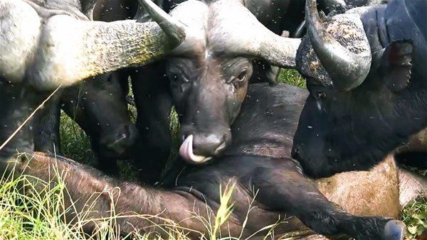 Kim kazanacak: Aslan mı bufalo mu?