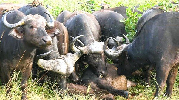 Kim kazanacak: Aslan mı bufalo mu?