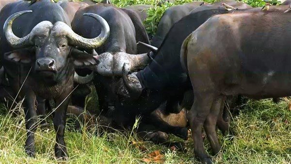 Kim kazanacak: Aslan mı bufalo mu?