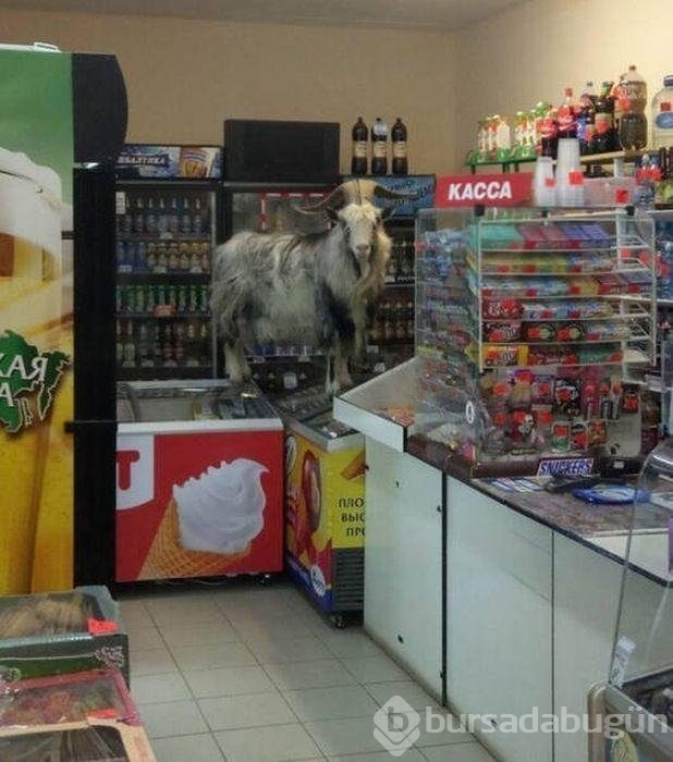 Rusya'dan komik manzaralar