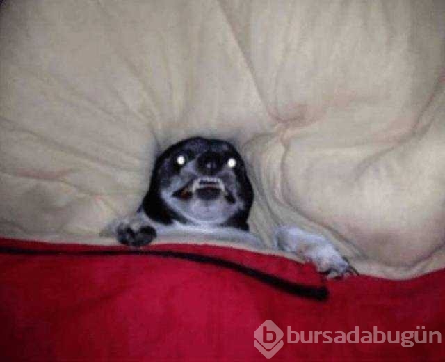 Günün en çok paylaşılan fotoğrafları
