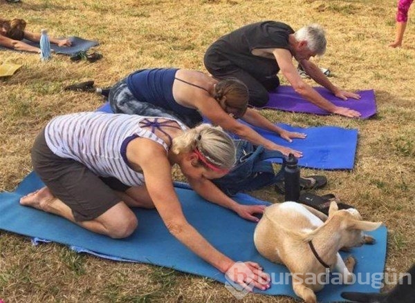 Keçi Yogası
