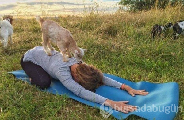 Keçi Yogası
