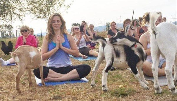 Keçi Yogası
