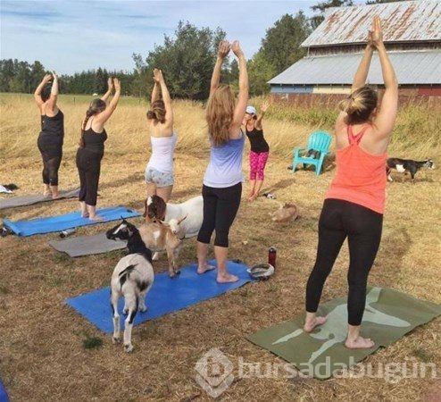 Keçi Yogası
