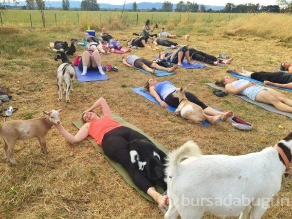 Keçi Yogası
