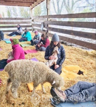 Keçi Yogası
