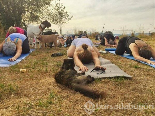 Keçi Yogası
