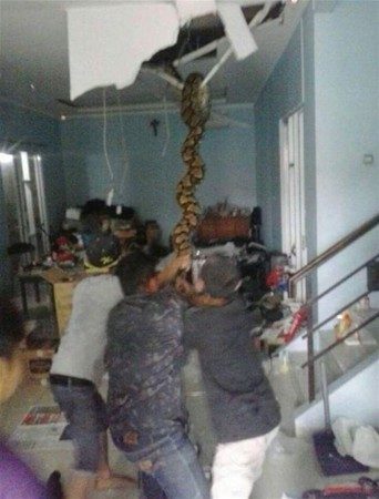 Yakalanan dev yılanlar