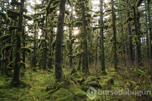 Günün en çok paylaşılan fotoğrafları
