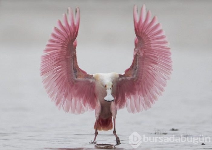 Yılın vahşi yaşam fotoğrafları