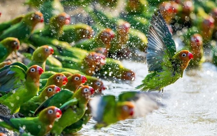 Yılın vahşi yaşam fotoğrafları